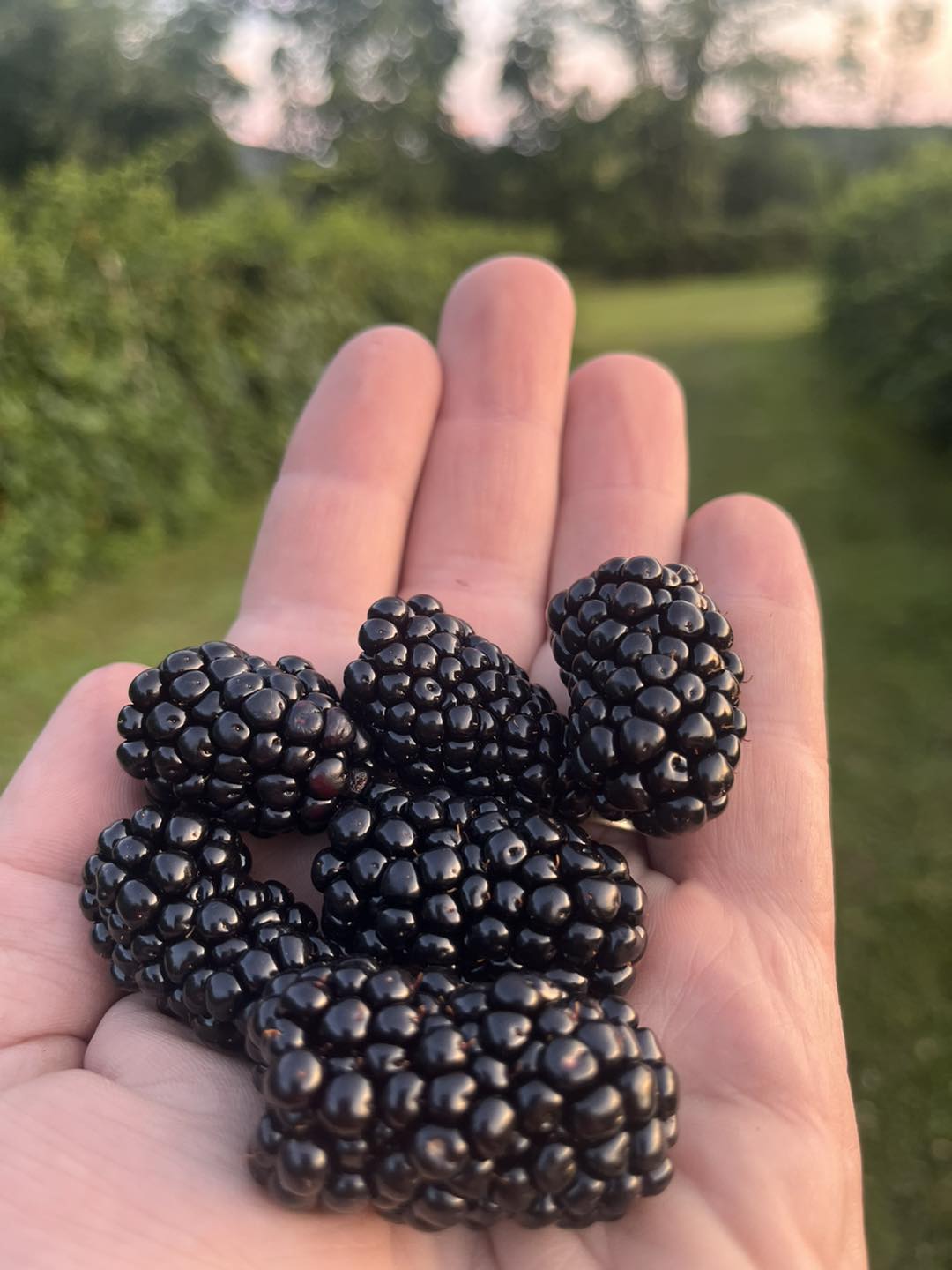 LaCoe's Berry Nice Farm | Clarks Summit PA