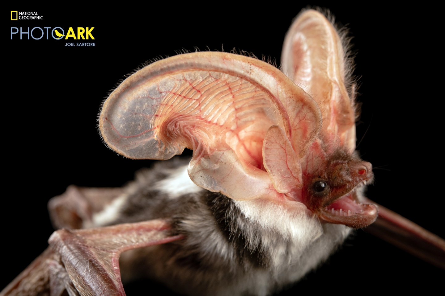 Arizona Bat Rescue added a new photo. - Arizona Bat Rescue