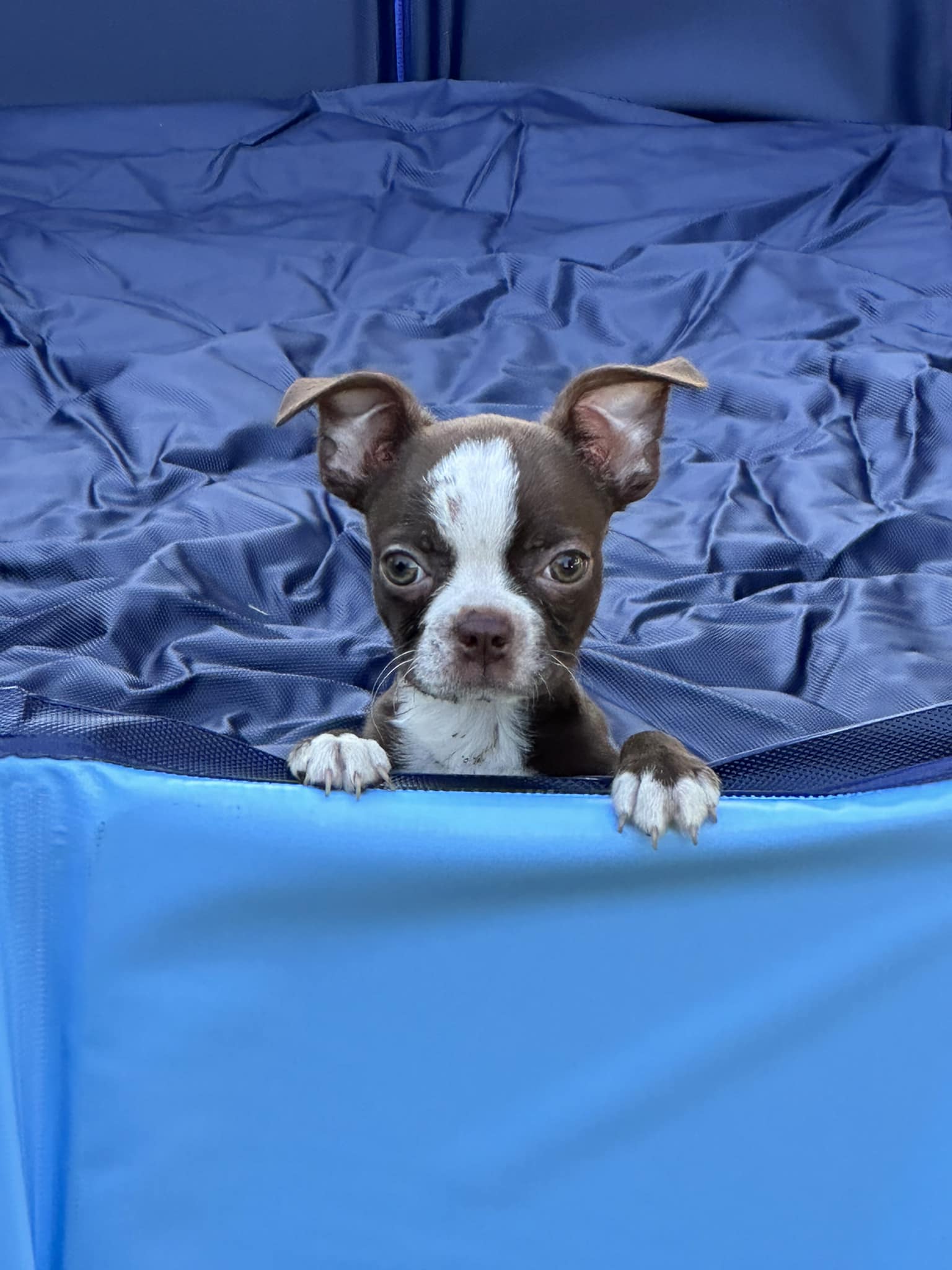 Rc Boston Terriers | Lake Park GA