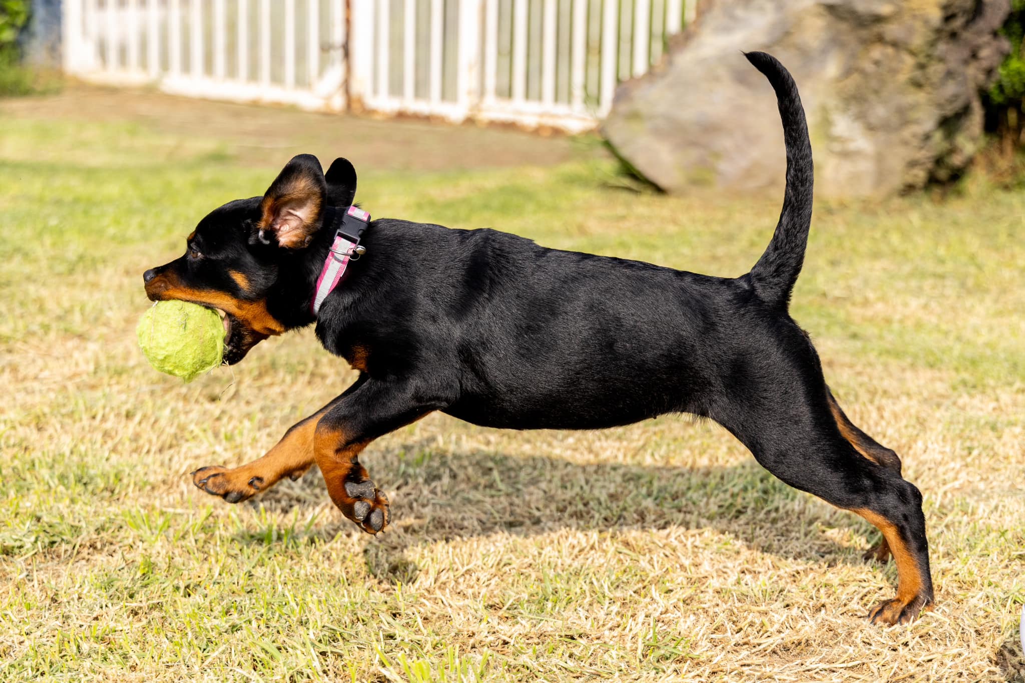 Castillos Rottweilers | Mexico City