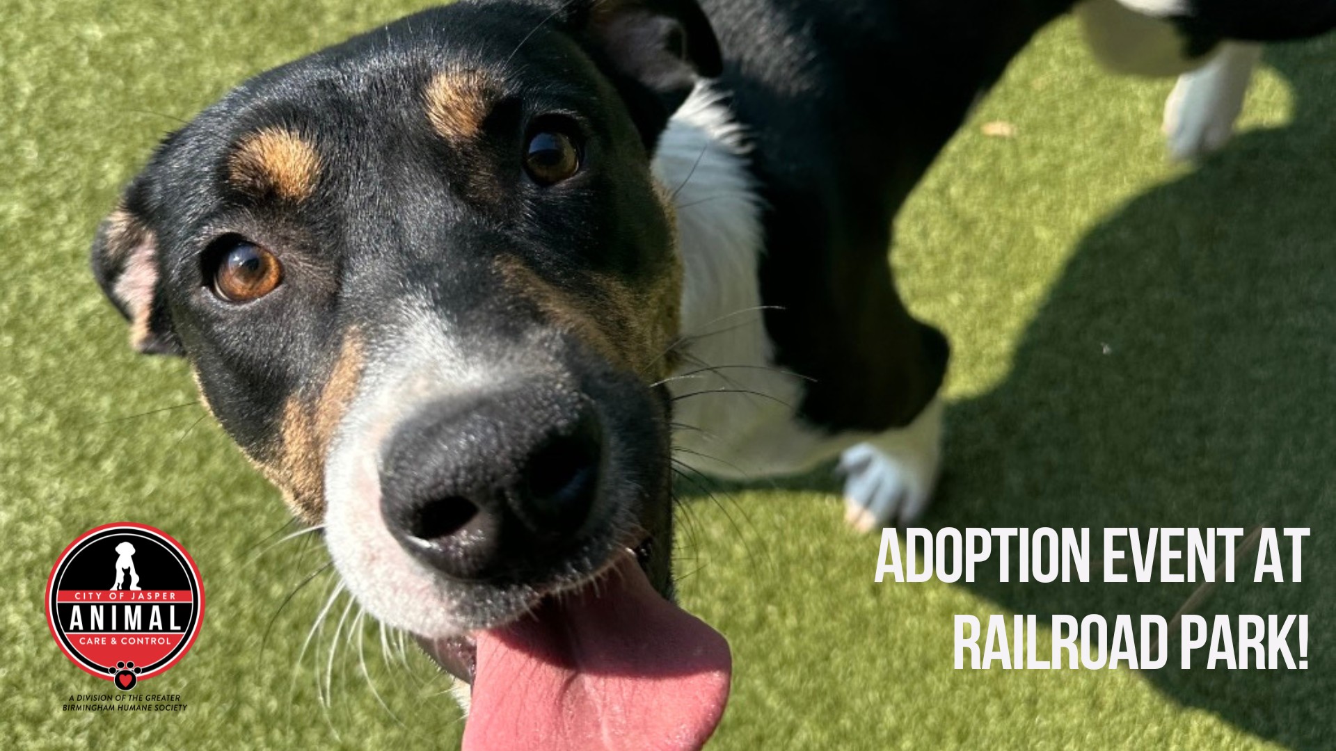 City of Jasper... - City of Jasper Animal Care & Control