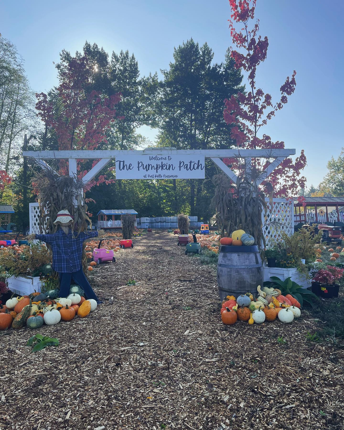 Our Pumpkin Patch is officially... - Port Kells Nurseries | Facebook
