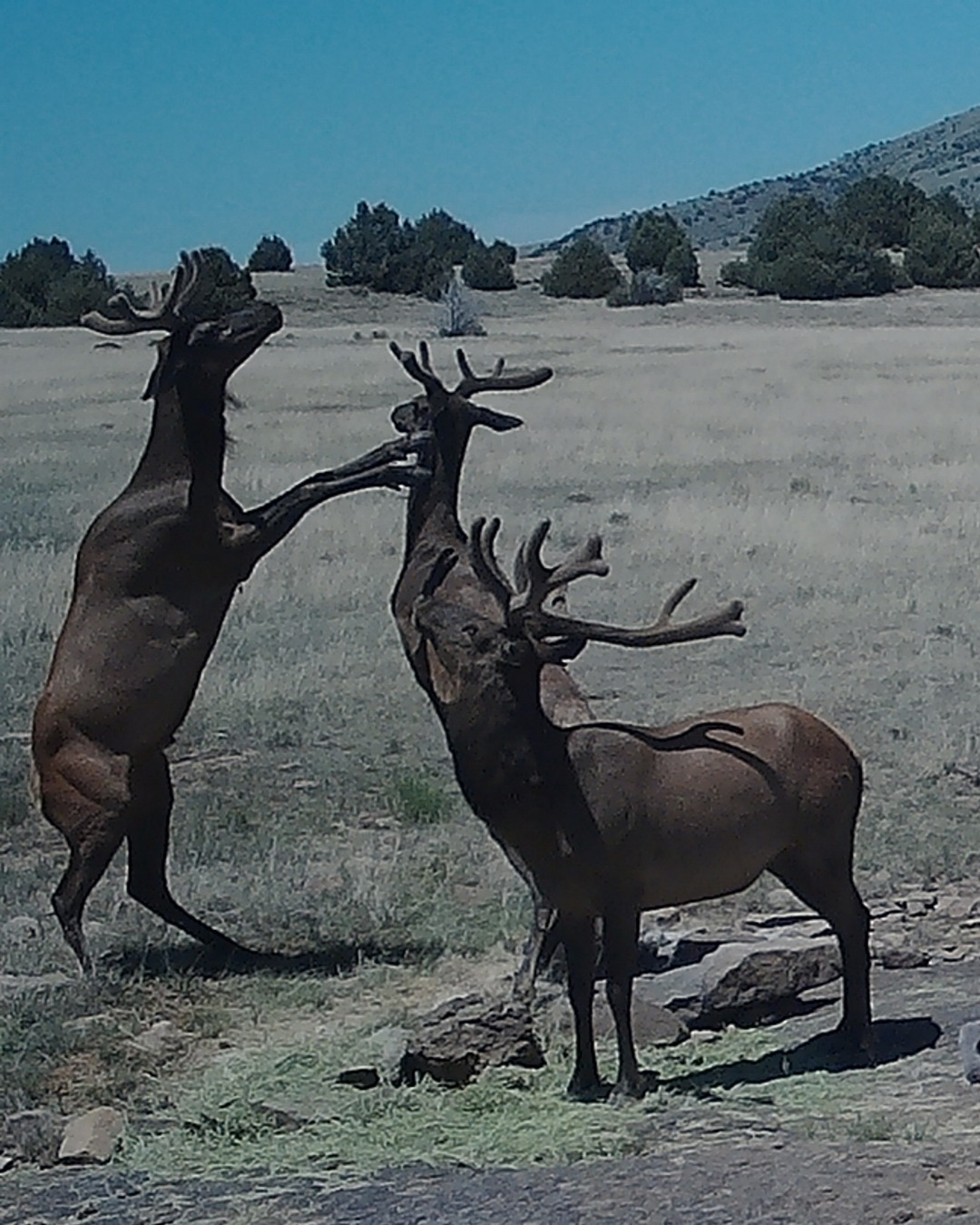 Six Springs Ranch New Mexico | Raton NM