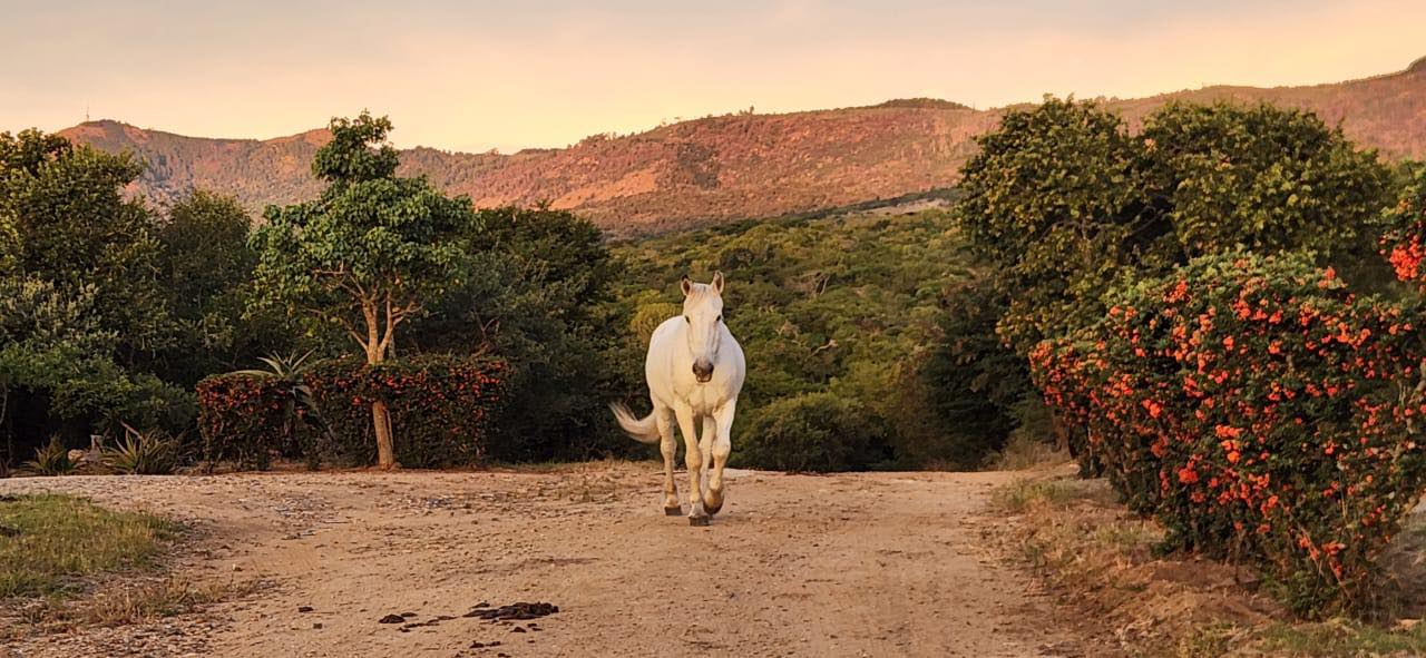 In the Company of Horses | Mathathane