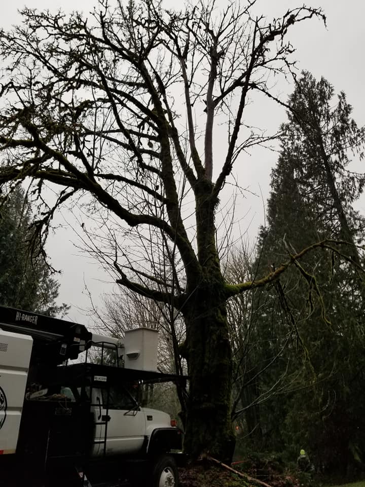 Highline Tree Removal Service | Southworth WA