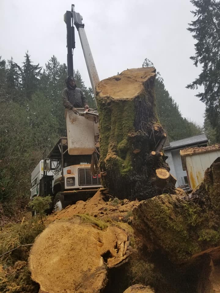 Highline Tree Removal Service | Southworth WA