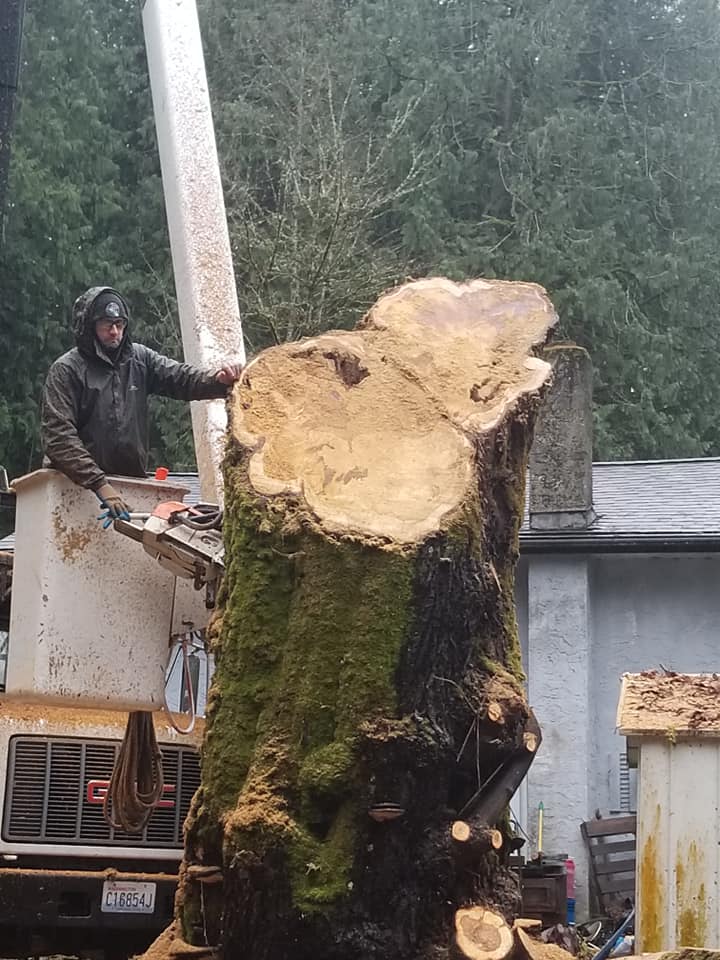 Highline Tree Removal Service | Southworth WA