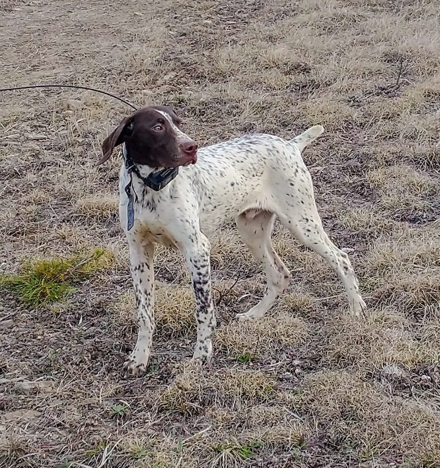 River Ridge German Shorthaired Pointers