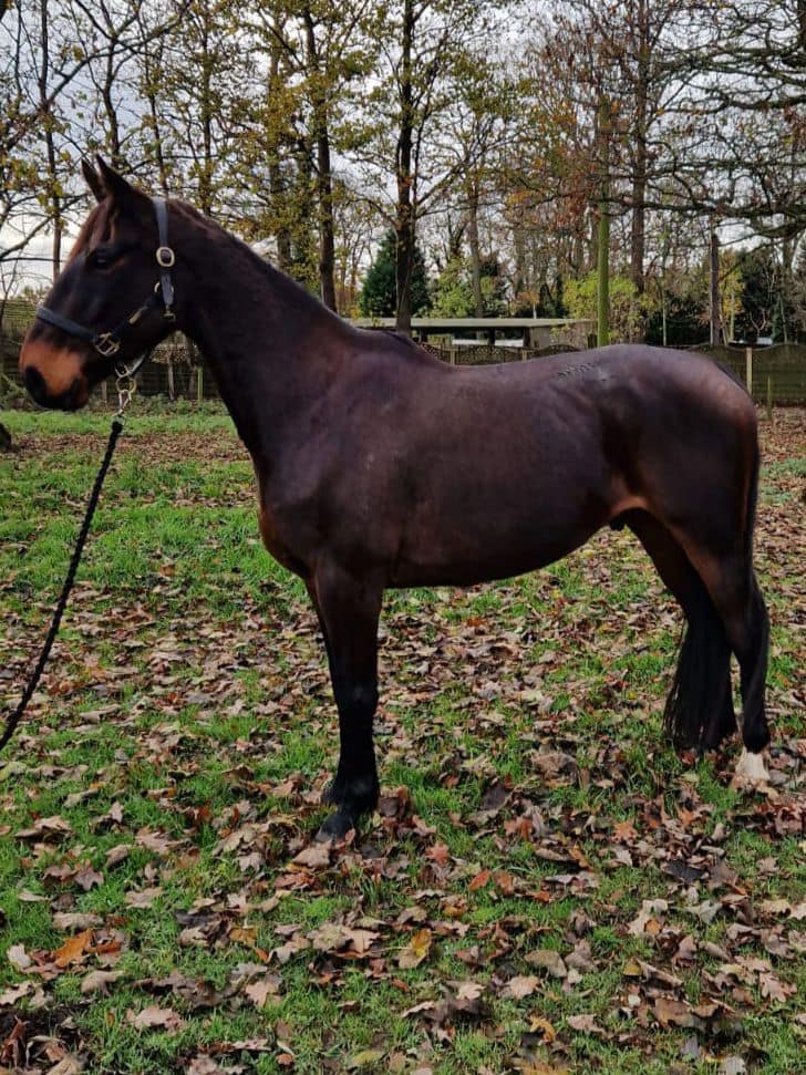 Timbertops Animal Agency & Equestrian Centre | Pontefract