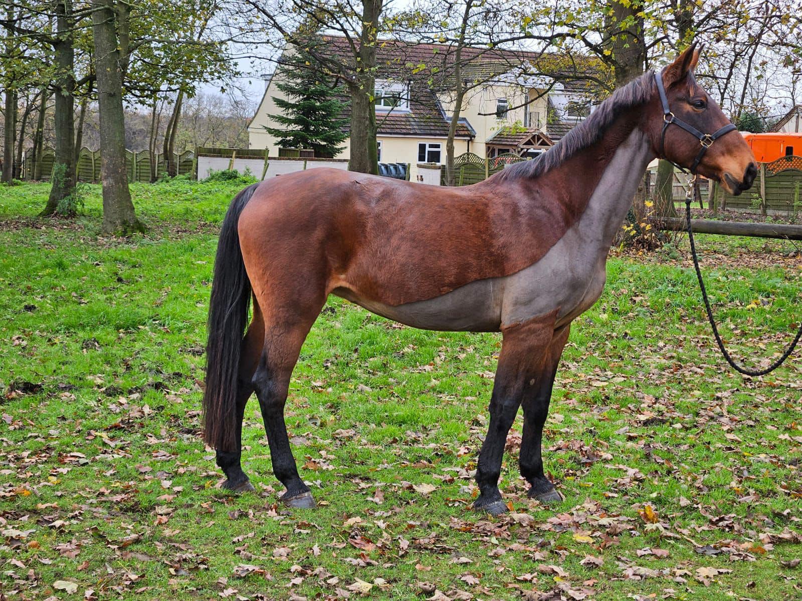 Timbertops Animal Agency & Equestrian Centre | Pontefract