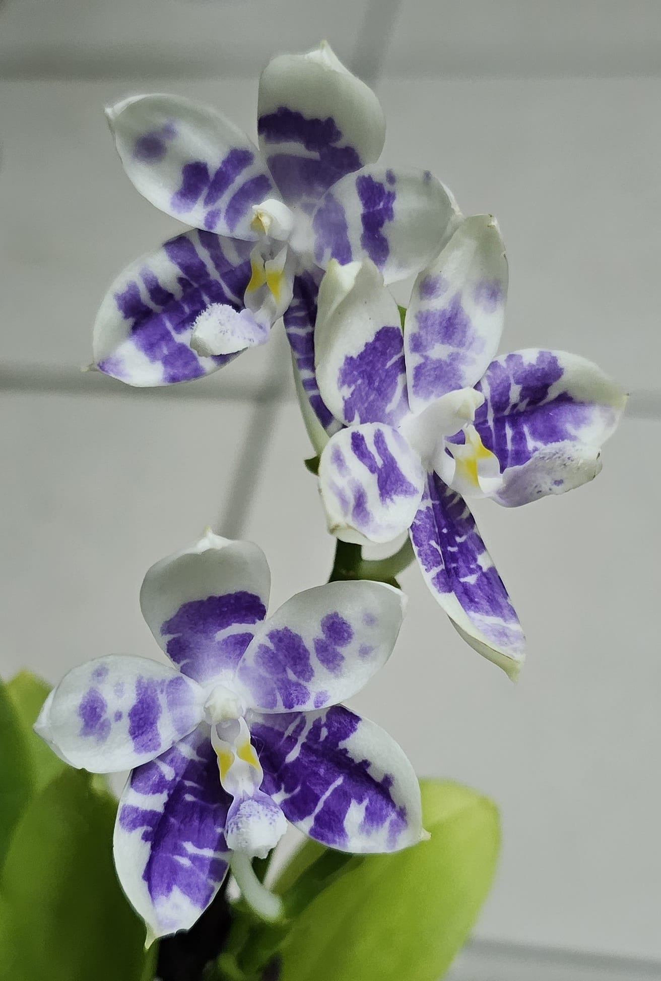 Phal. Jamboree Blossom x Phal. Lioulin Blue Parrot