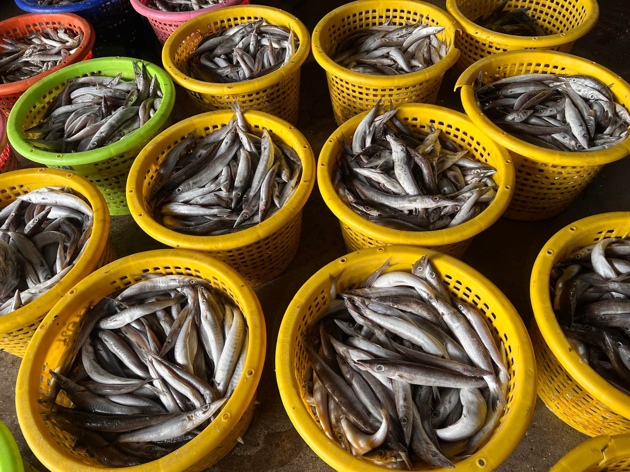 Jin's Sea Fish รับแล่ปลา-ตัดปลา งานไว จำหน่ายเนื้อปลาทะเลแล่ | Samut Sakhon