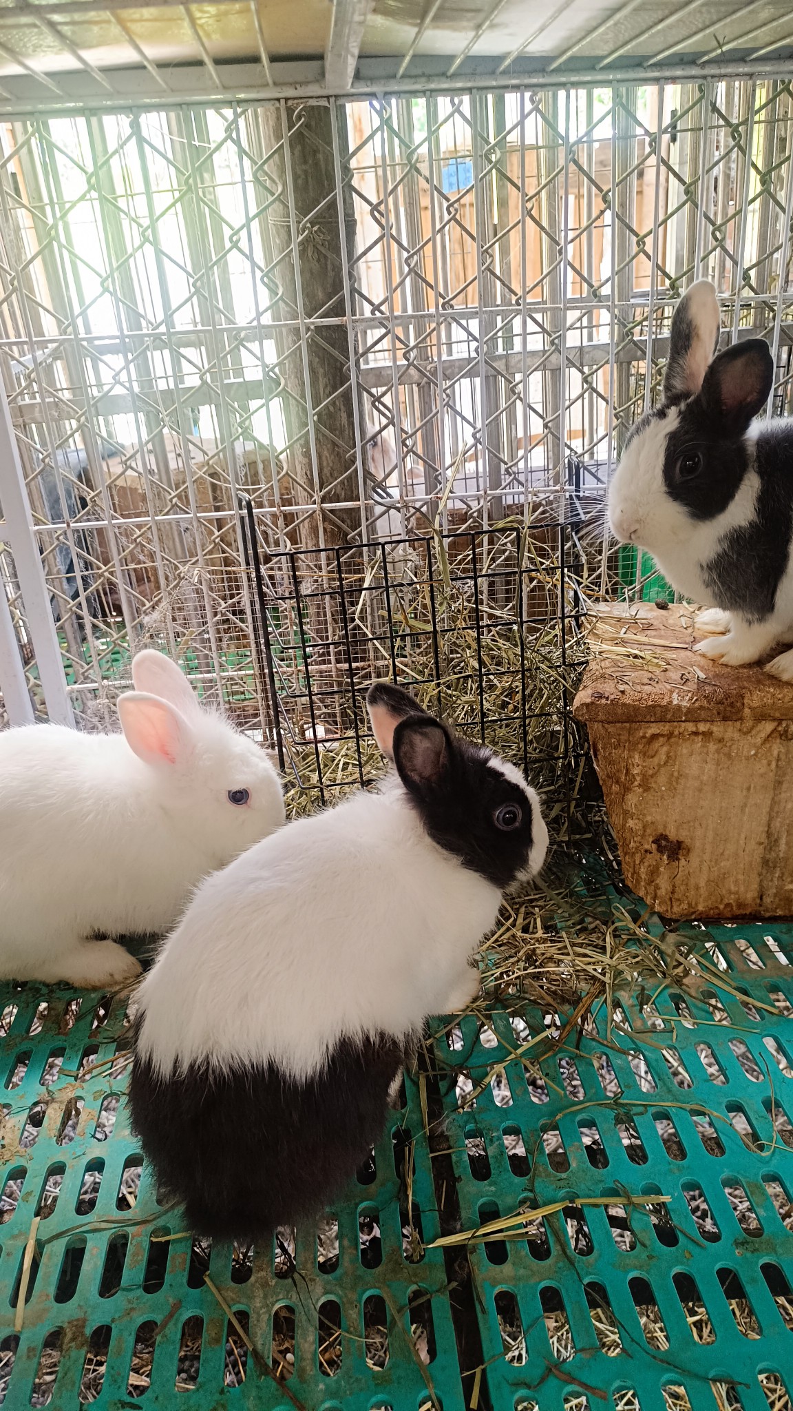林村兔仔農莊 RabbitsCountry.com