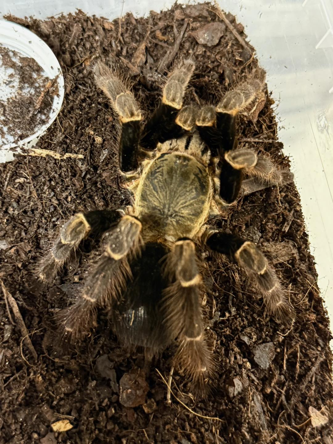 Bugnut
