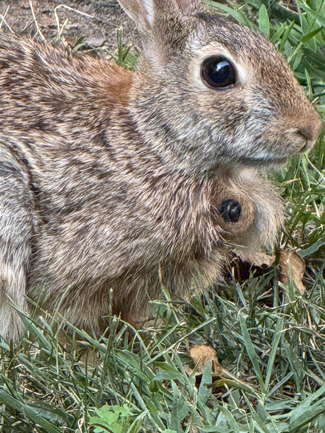 Damn, that's interesting! | Rabbit with polycephaly or a botfly | Facebook