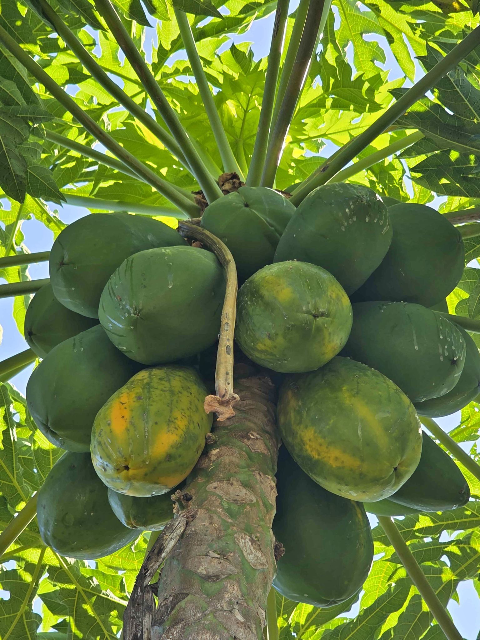 Organic green Papaya - Plants & Seedlings - Brisbane, Queensland ...