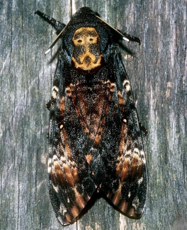 What kind of moth has a skull-like pattern on its head?