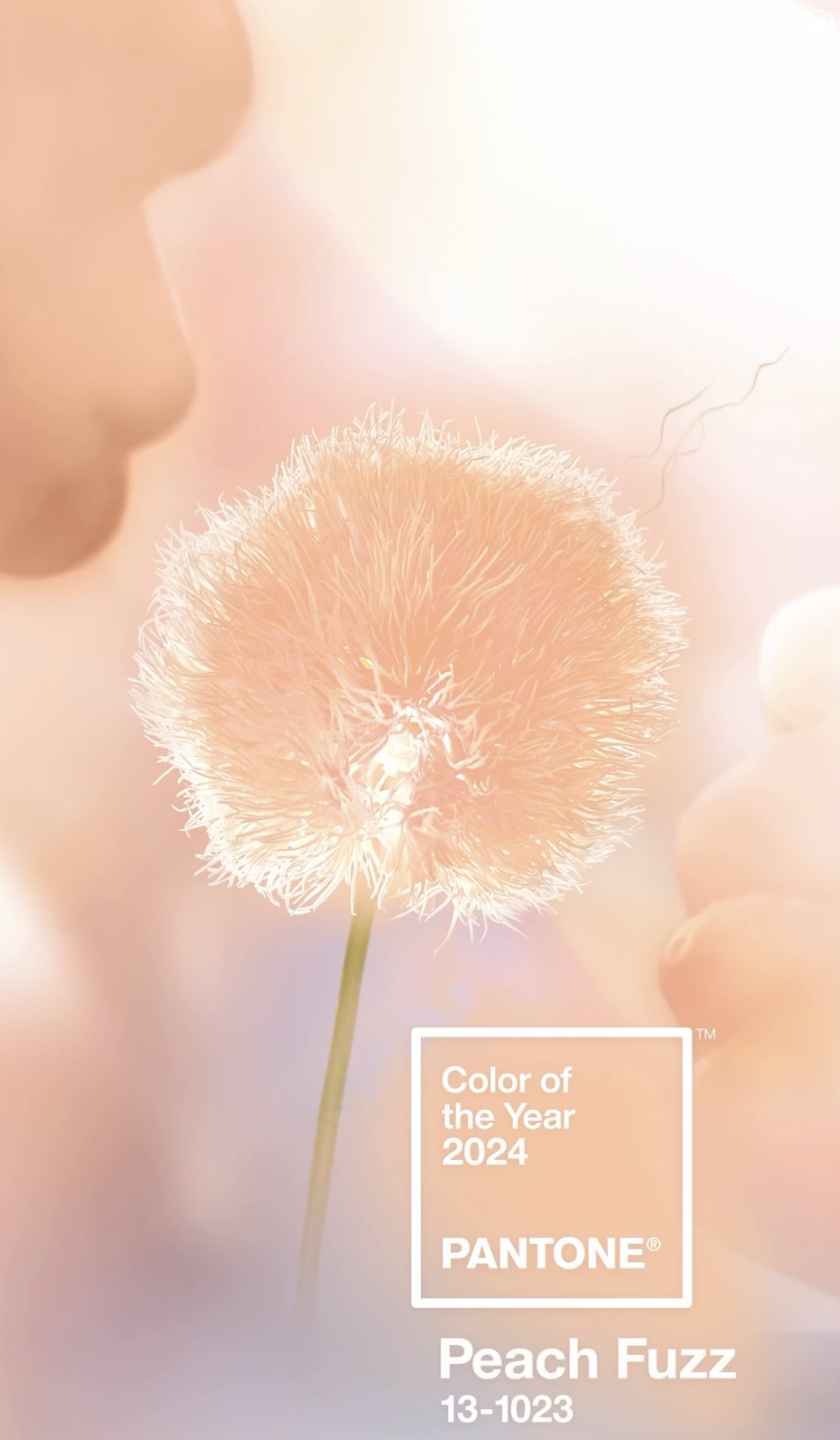 Rappler - BREAKING. Peach Fuzz is the 2024 Pantone Color...