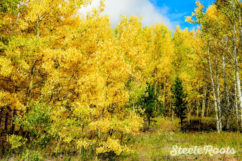 Steele Roots Photography and Art