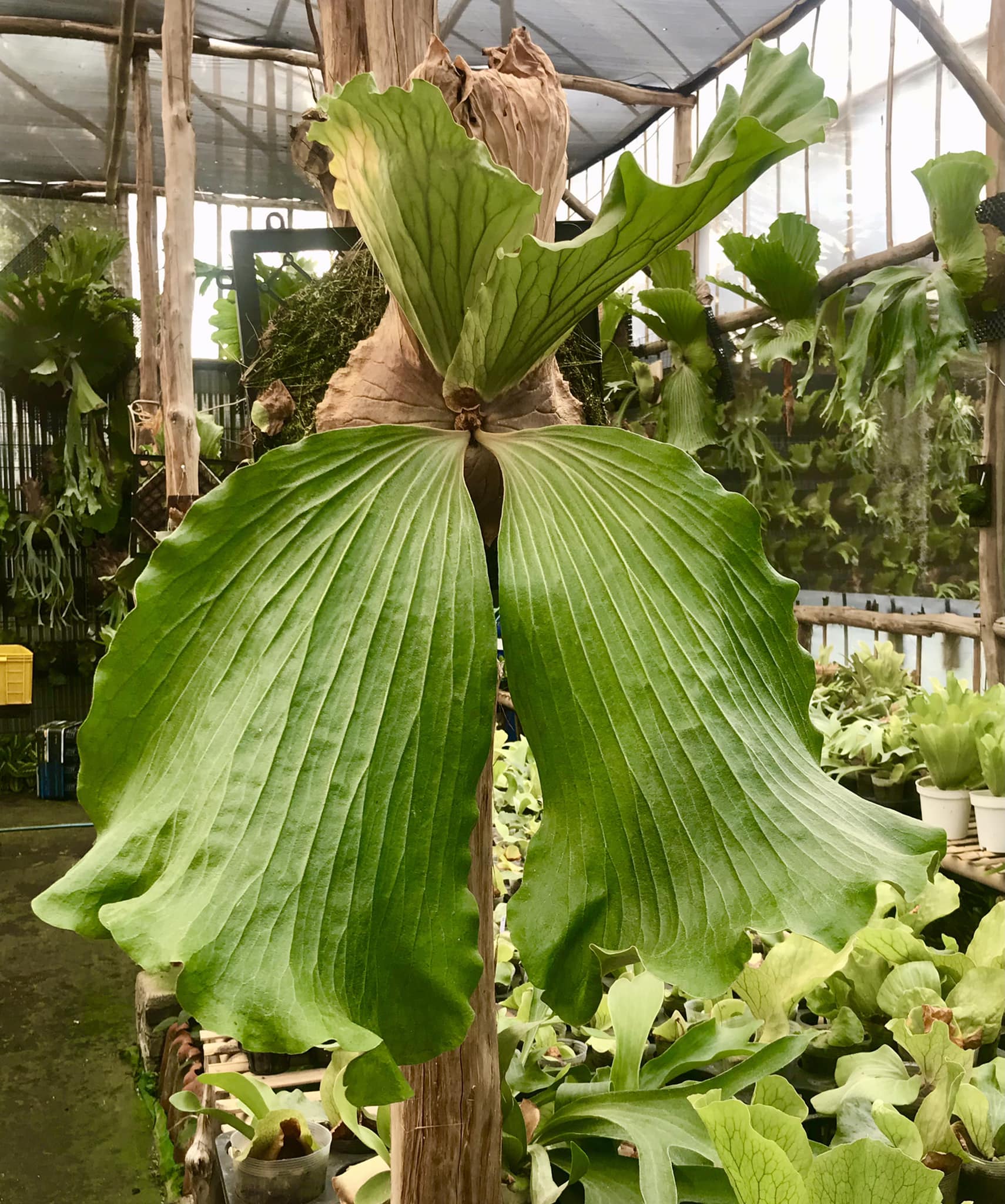 Platycerium Elephantotis care and characteristics