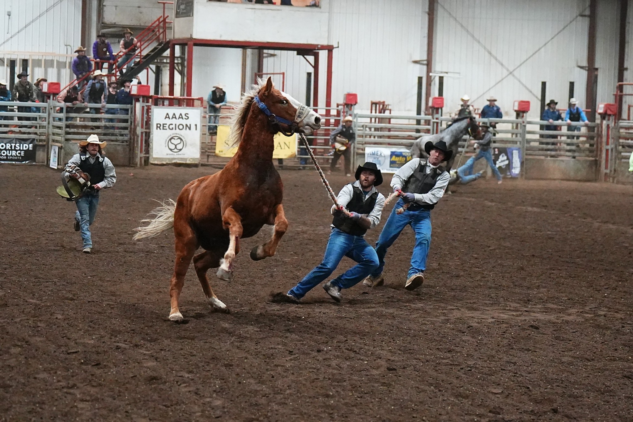 2025 CWHRA Finals... - Canadian Wild Horse Race Association | Facebook