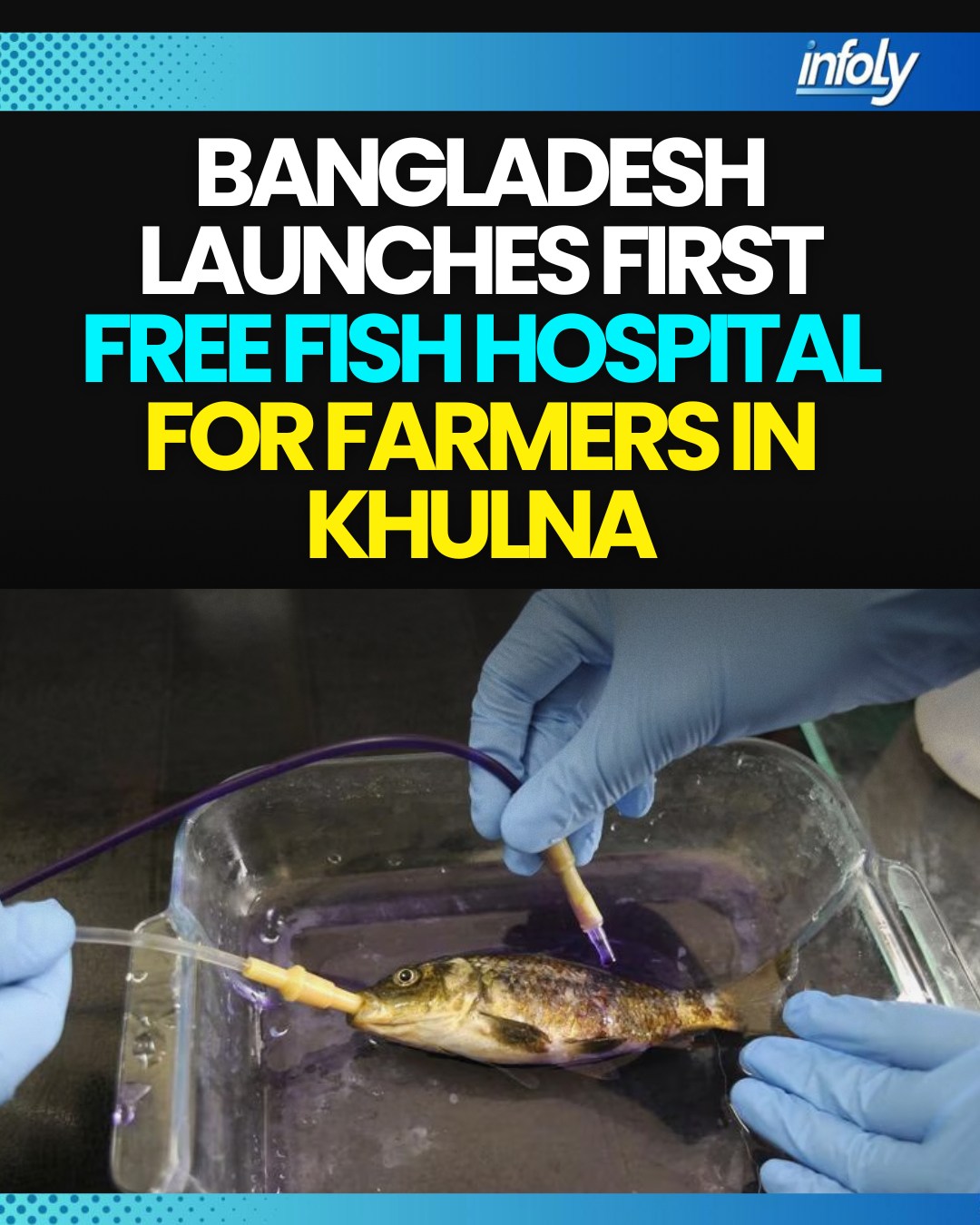 Infoly - A fish hospital named Fish Square Matsho Hospital has opened ...