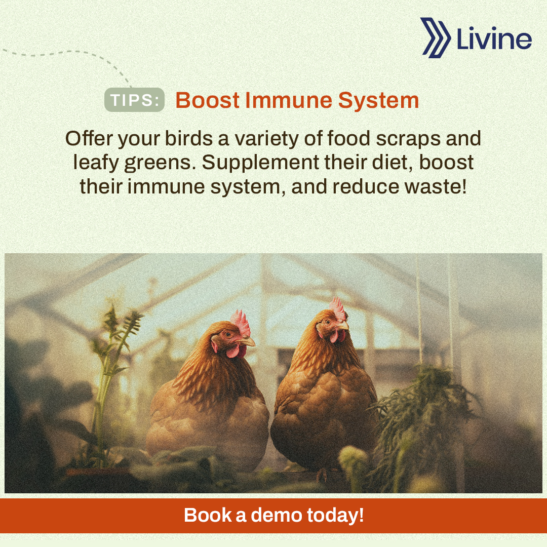 🌿🐣 Chickens + Greenhouse =... - Livine Poultry Software | Facebook