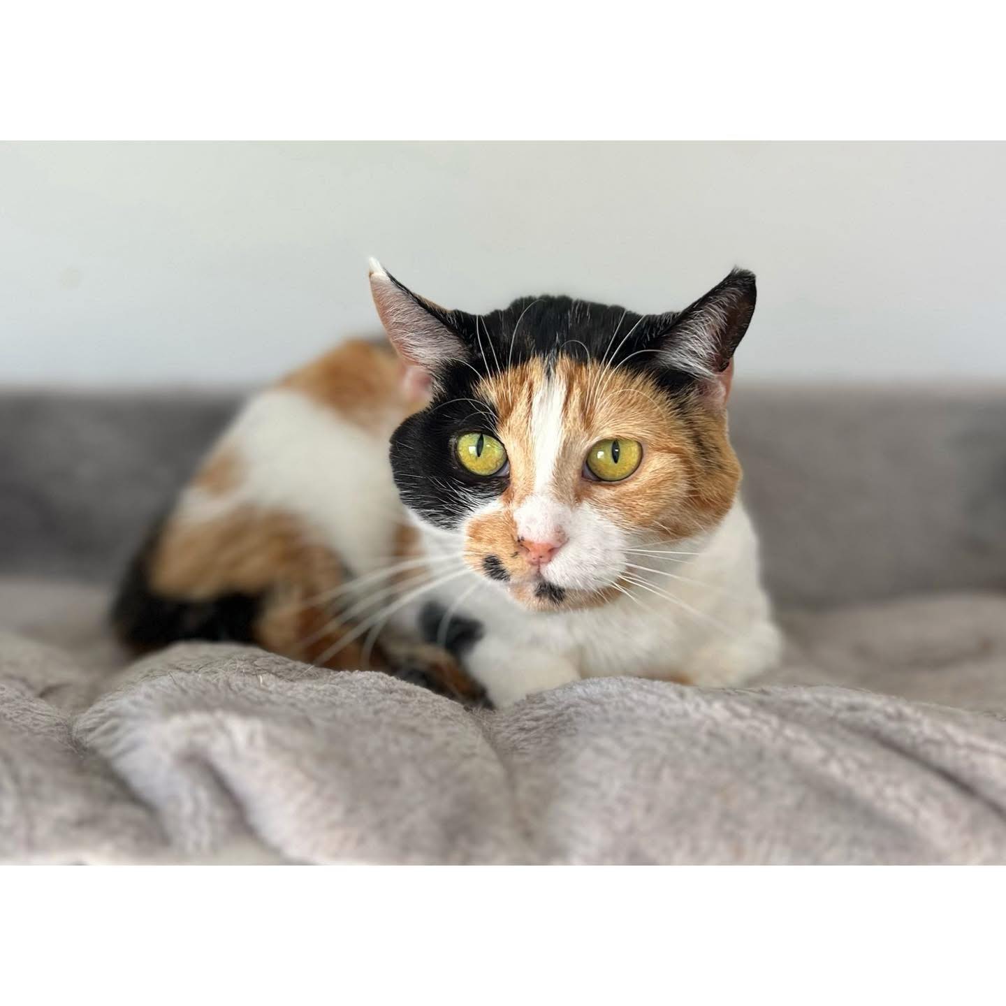 ~*FOSTER VIEW TO ADOPT*~ 💢🌹 MEET... - Perth Rescue Angels | Facebook