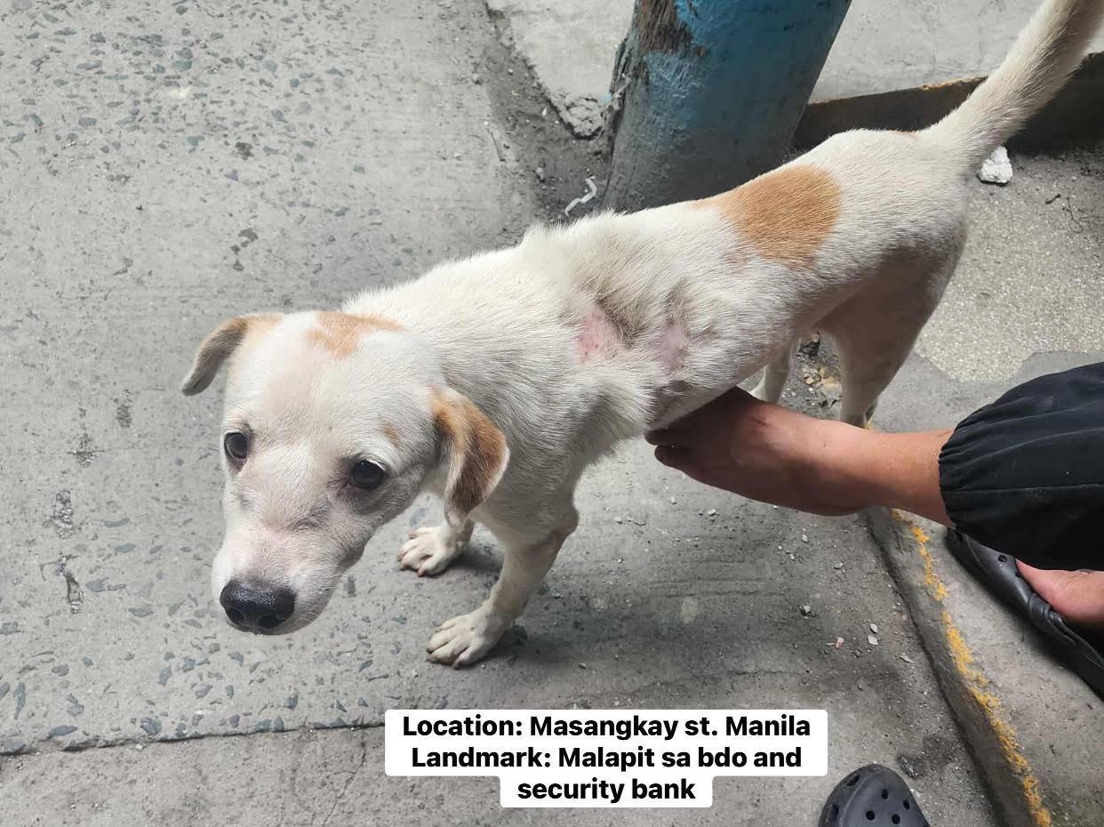 Baby - Isa siyang stray dog na pagala-gala pero may pumalo sakanya kaya ...