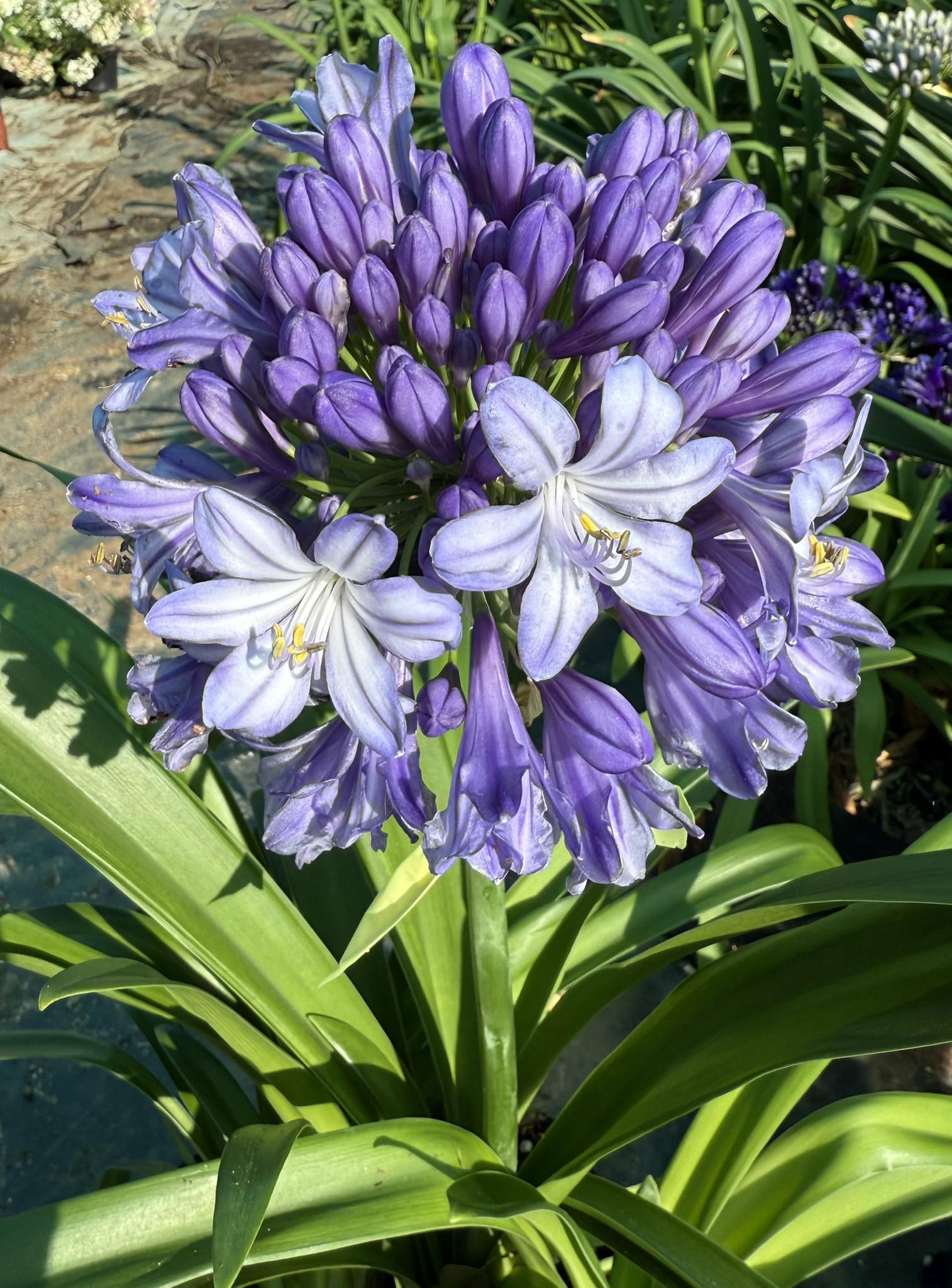 the-aloe-farm-another-random-large-agapanthus-in-our-facebook