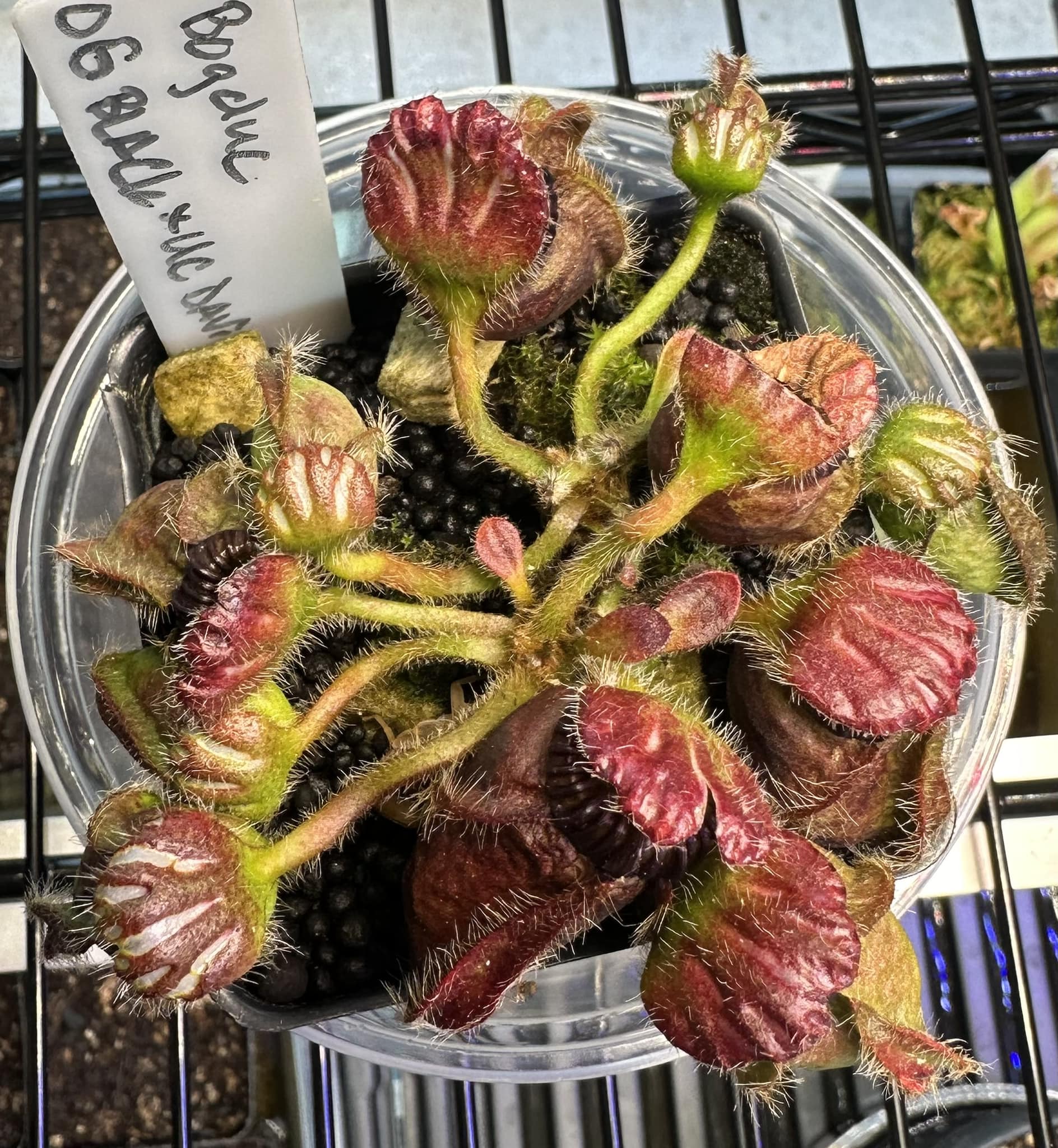 Is 2 year old cephalotus hummer's giant any ideas to grow them