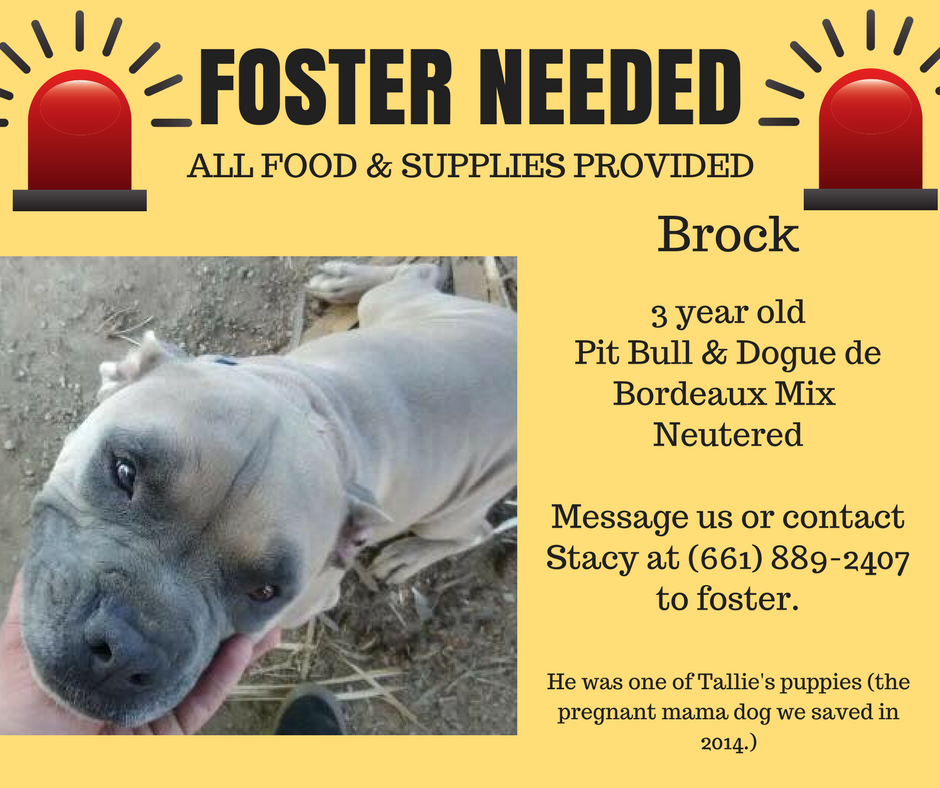 Bakersfield Pitty Crew Rescue