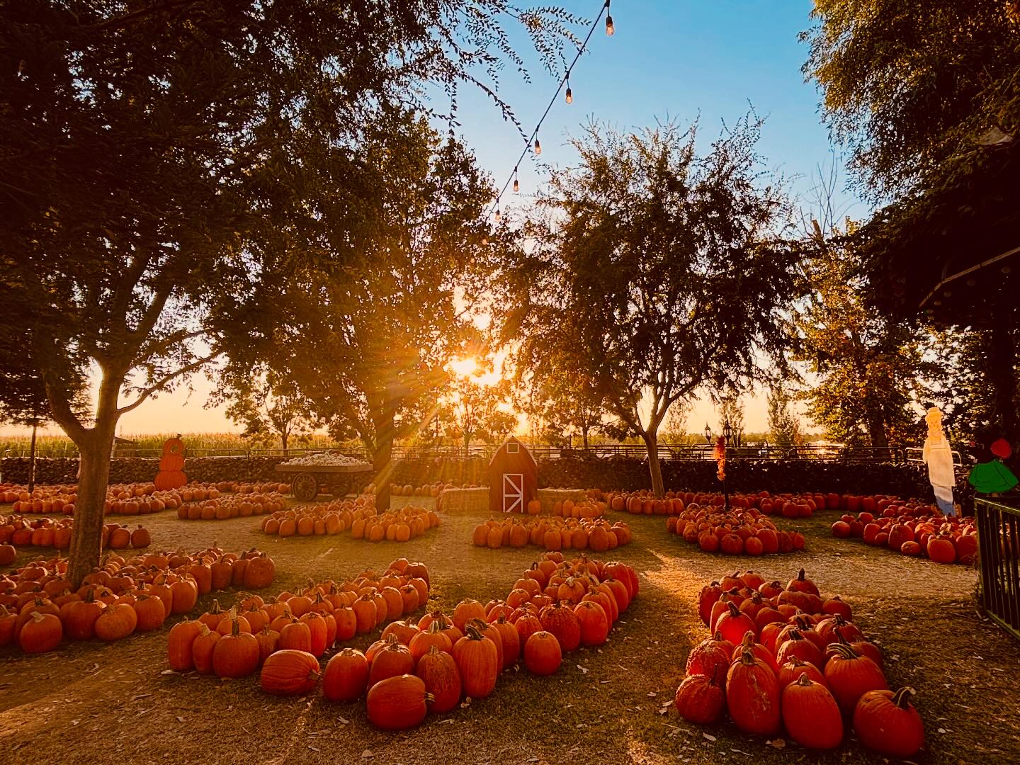 Banducci's Family Pumpkin Patch | Bakersfield CA