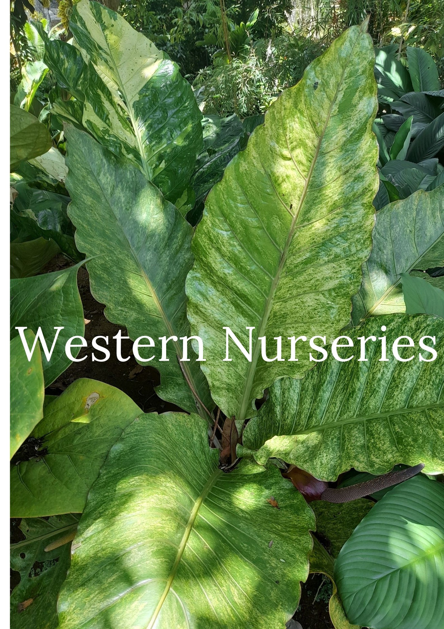 Western Nurseries added a new photo. - Western Nurseries
