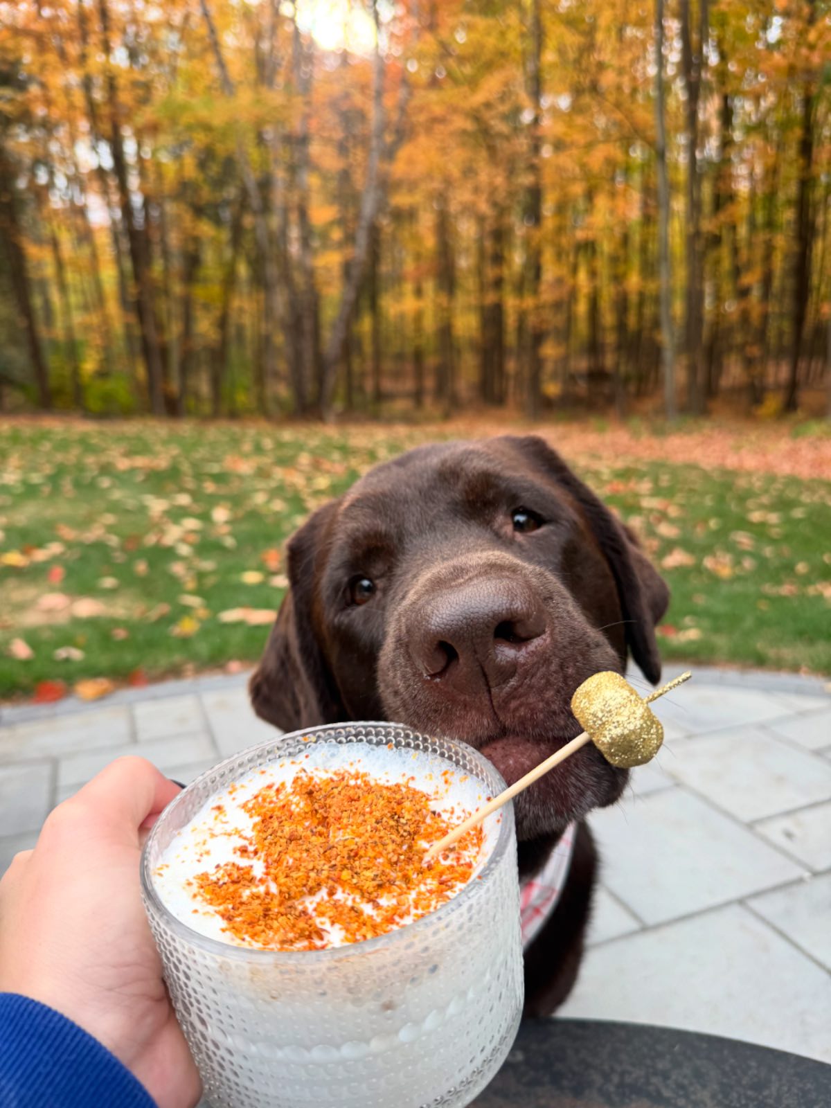 The.lab.millie - Cheers to Wednesday! 🍂🧡🐾 This is me moments before ...