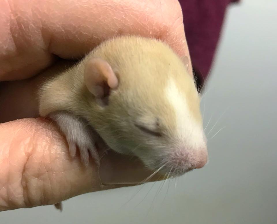 Nutbush Rattery - Such an adorable face! And she’s a girl! ️