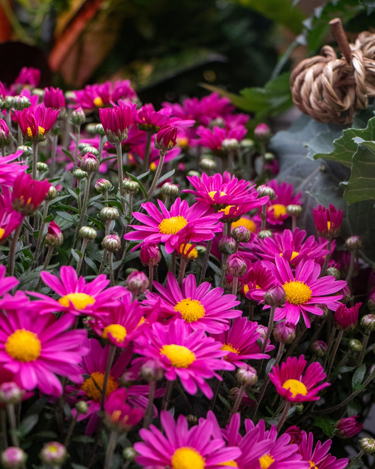 Colasanti's Tropical... - Colasanti's Tropical Gardens