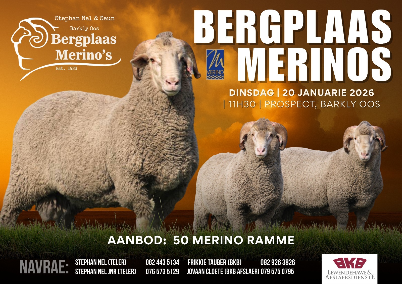 BKB - Bergplaas Merino's 2026 Keuring vir die veiling: DONE & DUSTED ️ ...