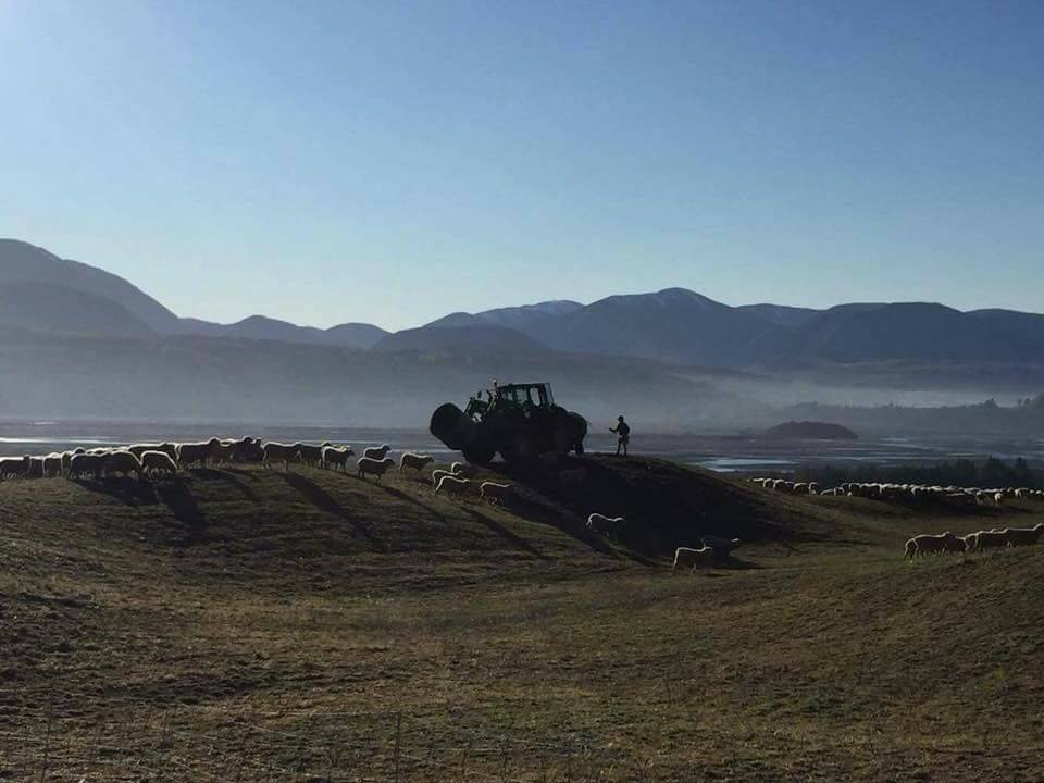 NZ Farming - Black Hill Station is a 2700 Ha High Country Sheep Station ...