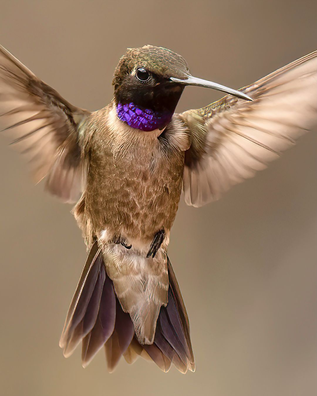 International Hummingbird Society | Sedona AZ