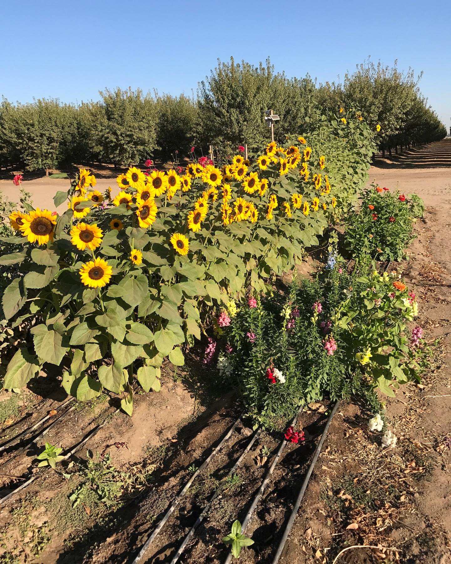 It’s Throwback Thursday! Let’s rewind... - Dutch Roots Farm