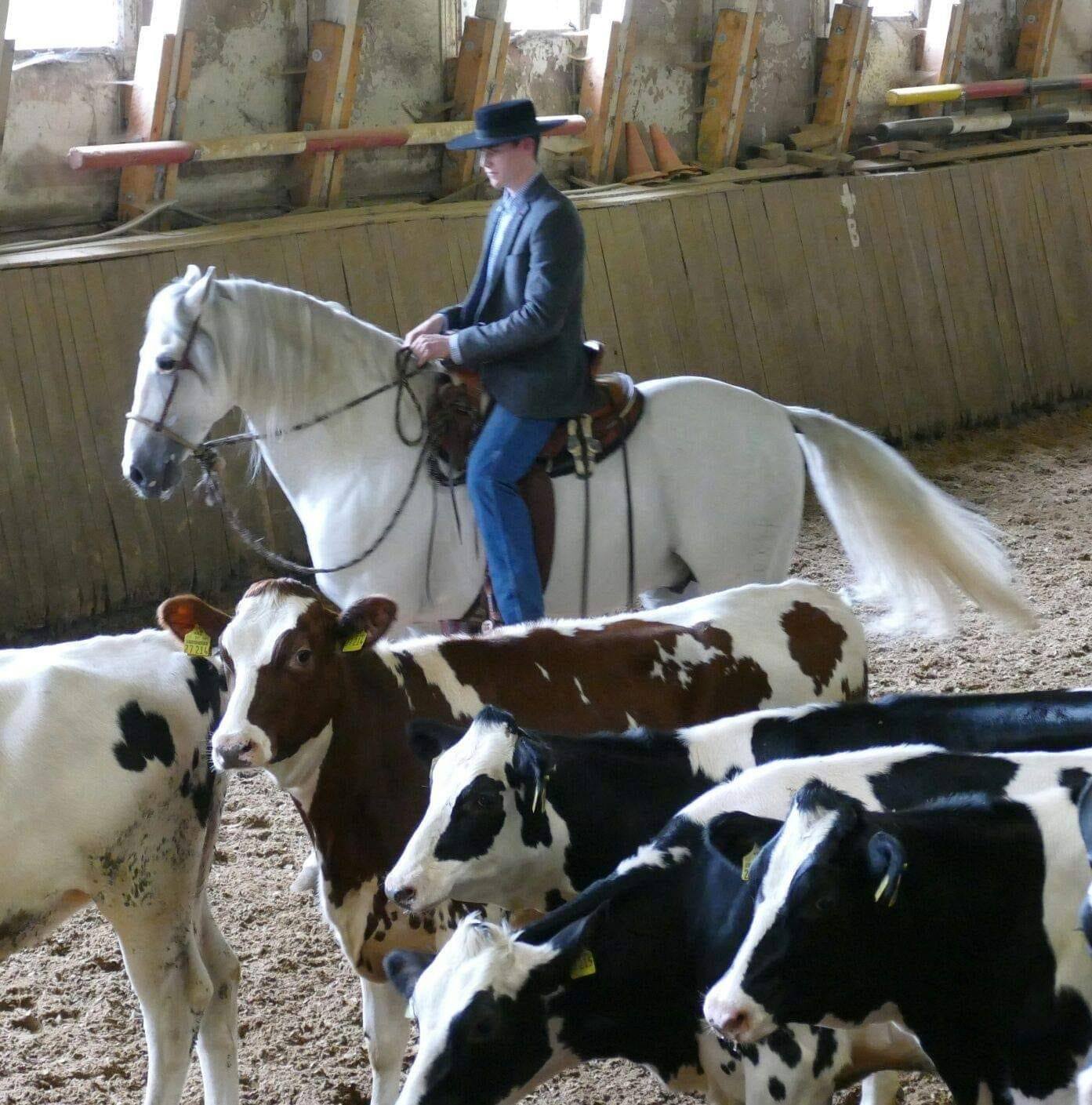 Vaquero Riding am Rind mit Zsolt Varga