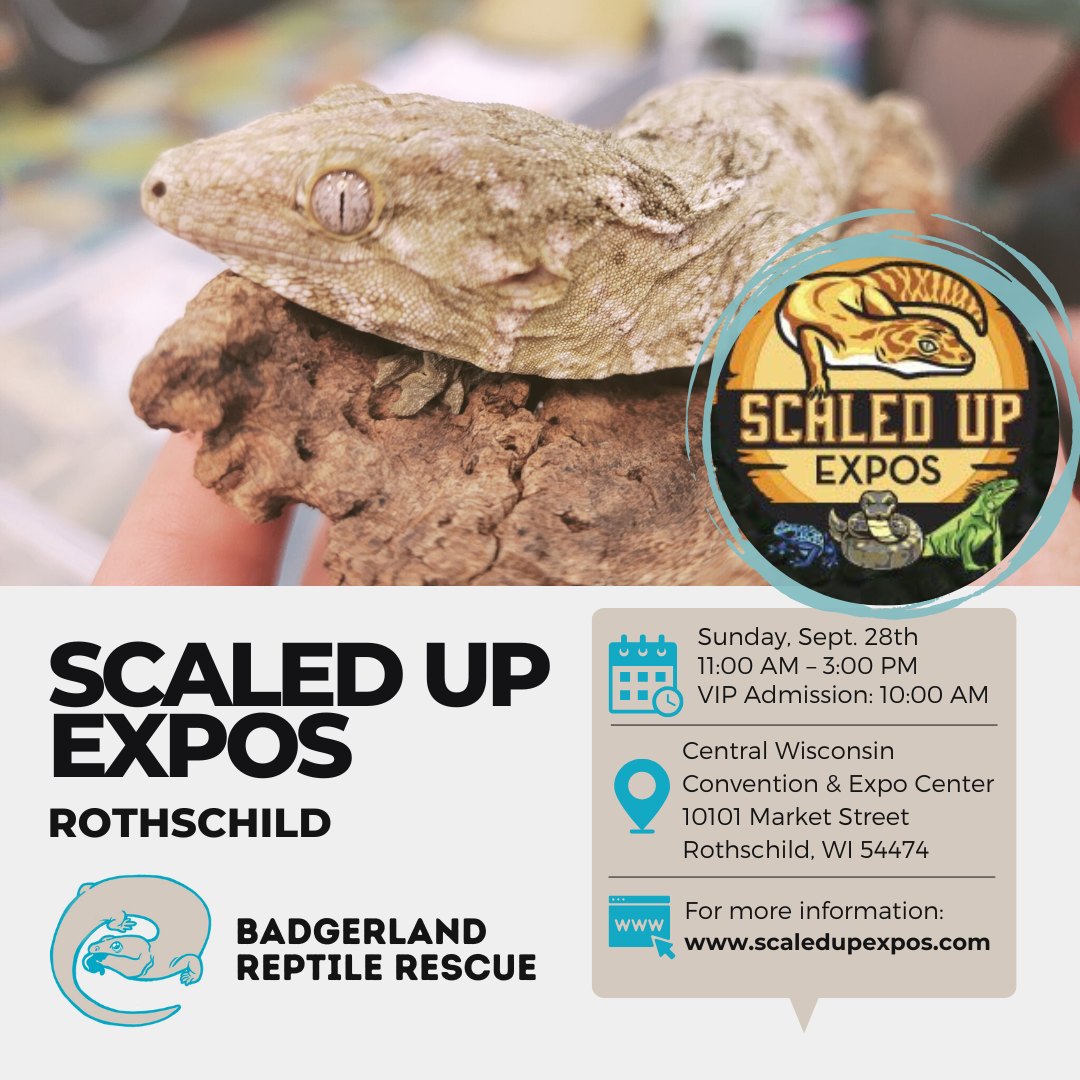 Badgerland - Come visit Badgerland Reptile Rescue at the Rothschild ...