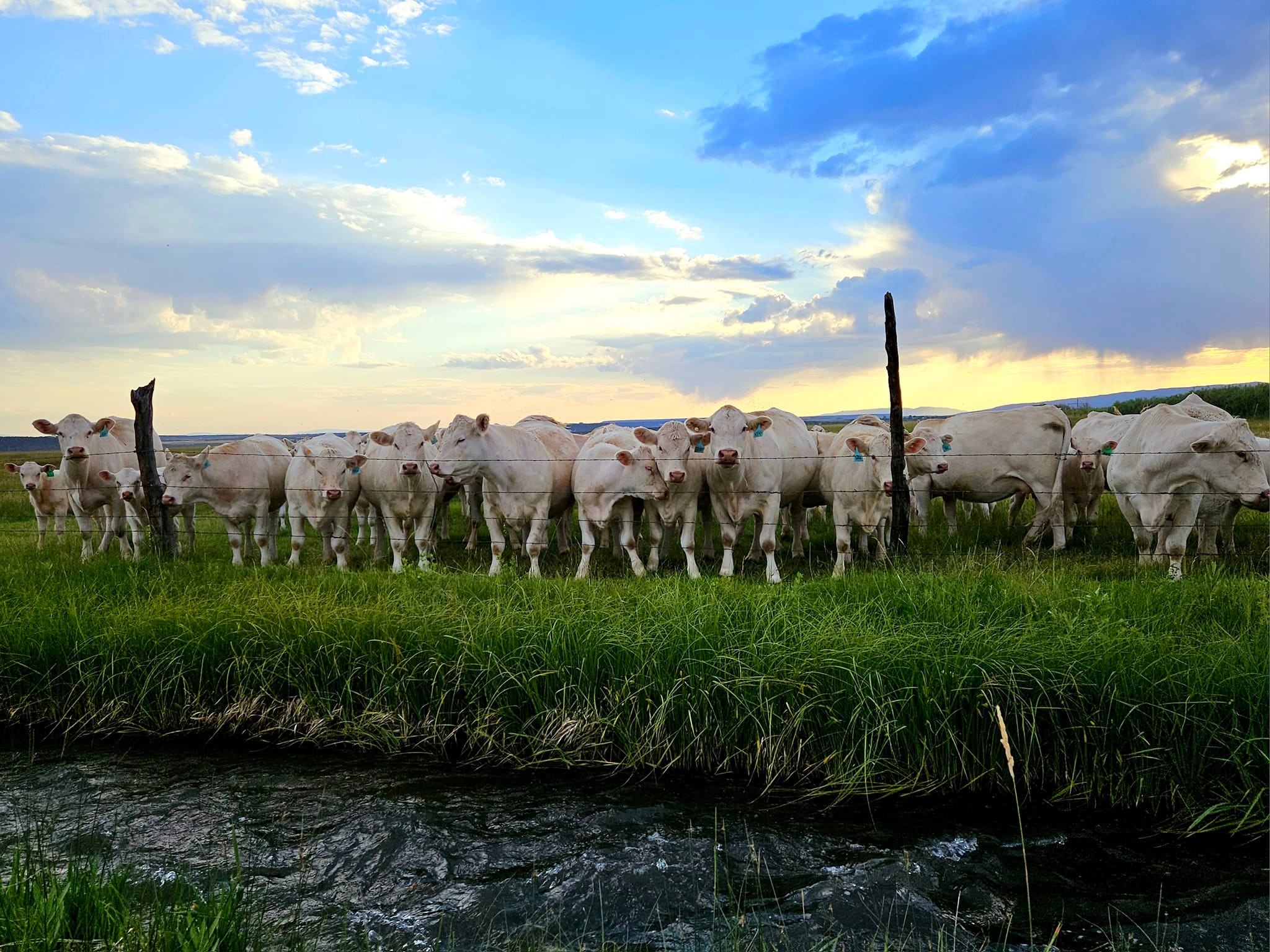 Mower Charolais & Angus | Altamont UT
