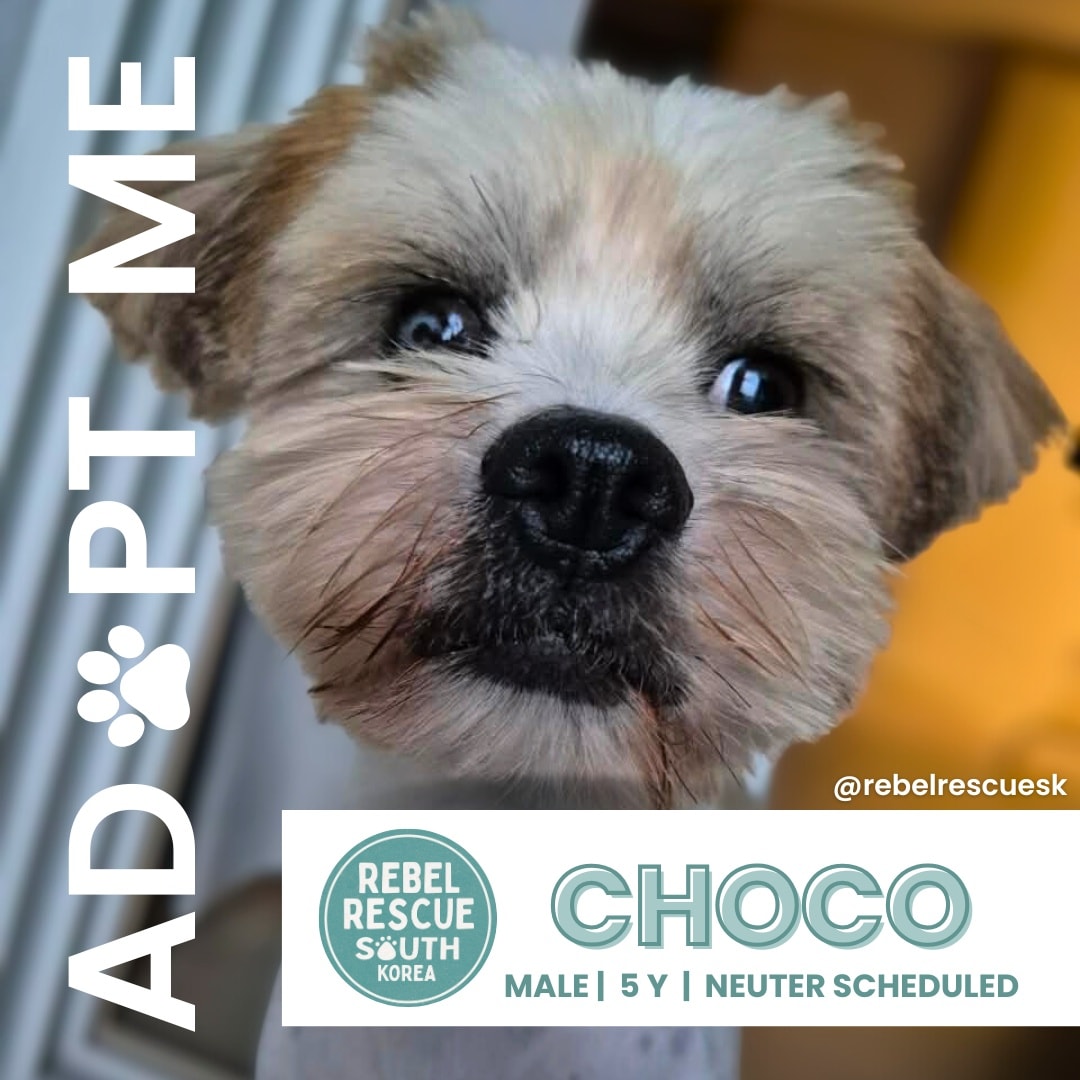 🤎Meet Choco Choco was rescued... - Rebel Rescue South Korea | Facebook