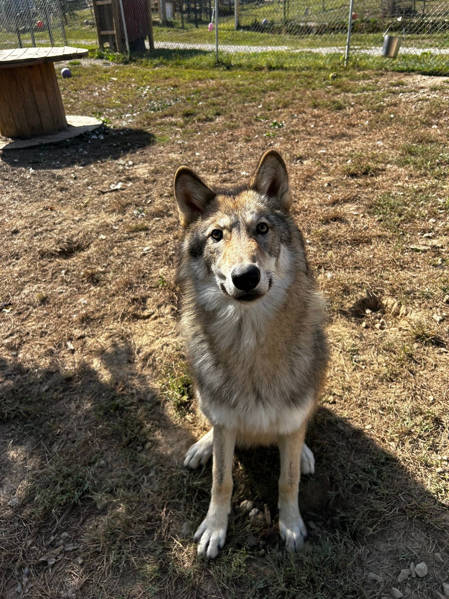 A... - Red Riding Hood Rescue Project - a wolfdog rescue | Facebook