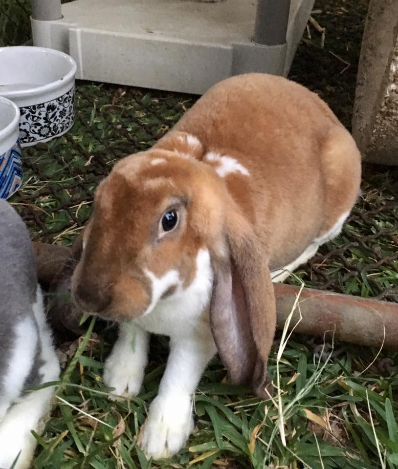 Popcorn Bunnies Rabbitry - Home