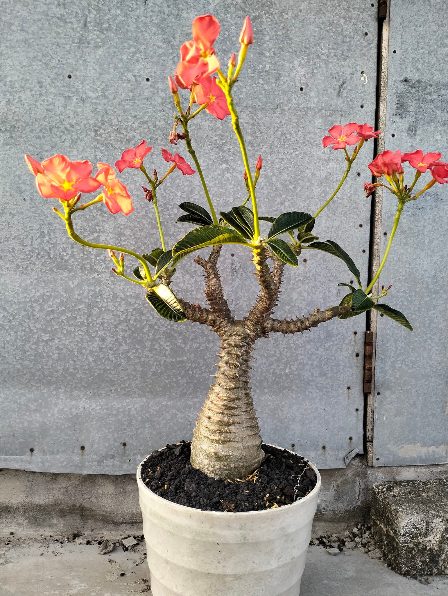 My new Pachypodium Windsorii.