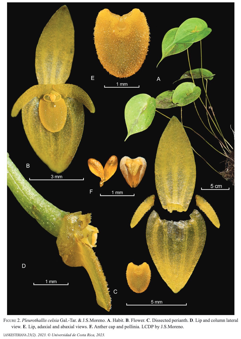 Let's celebrate the wonders of... - Field Guides-Field Museum