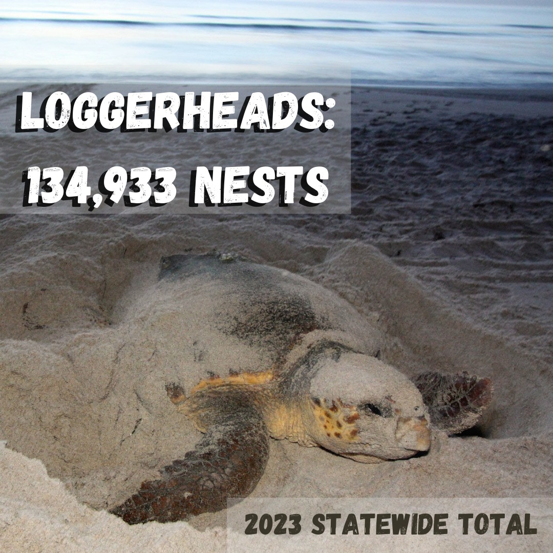 シー 4,792 sea turtle nests recorded in 2024